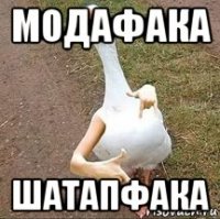 модафака шатапфака