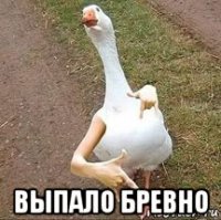  выпало бревно