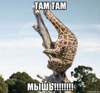 там там мышь!!!!!!!!