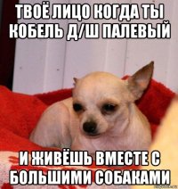 твоё лицо когда ты кобель д/ш палевый и живёшь вместе с большими собаками