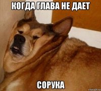 когда глава не дает сорука