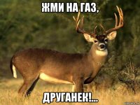 жми на газ, друганек!...