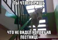 ты что зыришь что не видел корову на лестнице