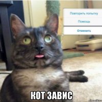  кот завис
