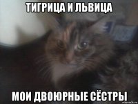 тигрица и львица мои двоюрные сёстры
