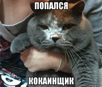 попался кокаинщик