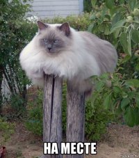  на месте