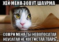хей меня зовут шаурма сожри меня ты неволосатая неусатая не когтистая тварь