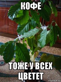 кофе тоже у всех цветет