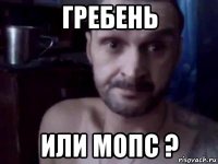 гребень или мопс ?