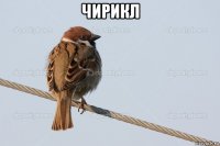 чирикл 