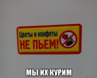  мы их курим