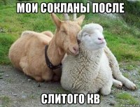 мои сокланы после слитого кв