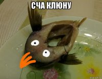 сча клюну 