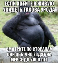 если хотите в живую увидеть такова урода смотрите по сторанам они обычно ездят на мерсе до 2000 лет