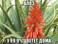 алоэ у 99.9% цветет дома