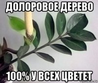 долоровое дерево 100% у всех цветет