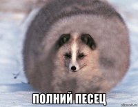 полний песец