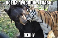 когда просишь у главы пекку