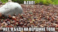 я топ! нет, я буду на вершине топа