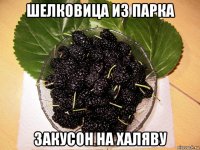 шелковица из парка закусон на халяву