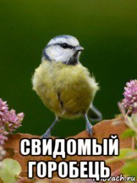  свидомый горобець