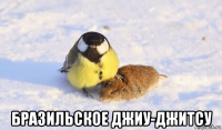 бразильское джиу-джитсу