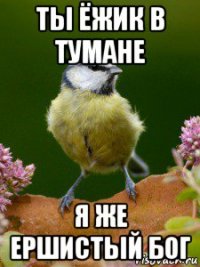 ты ёжик в тумане я же ершистый бог