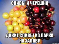 сливы и черешня дикие сливы из парка на халяву
