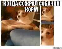 когда сожрал собачий корм 