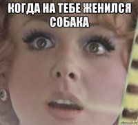 когда на тебе женился собака 