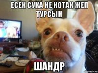 есек сука не котак жеп турсын шандр