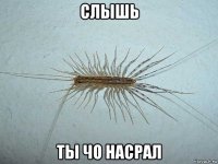 слышь ты чо насрал