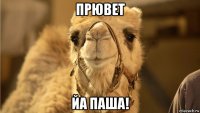 прювет йа паша!