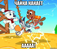 чайка какает ааааа!