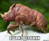  вша из деражни