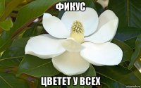 фикус цветет у всех