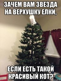 зачем вам звезда на верхушку елки, если есть такой красивый кот?