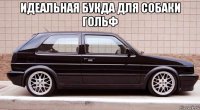 идеальная букда для собаки гольф 