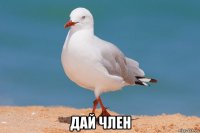  дай член