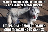 хаски лишилась выносливости из-за мультикультурности. теперь она не может возить своего хозяина на санках