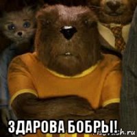 здарова бобры! ✌