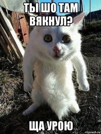 ты шо там вякнул? ща урою