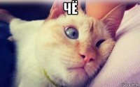чё 