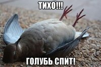 тихо!!! голубь спит!