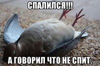 спалился!!! а говорил что не спит.
