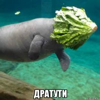  дратути