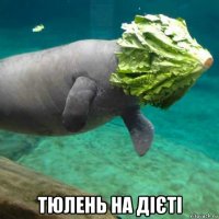  тюлень на дієті