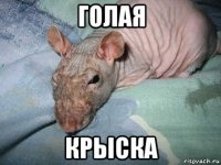 голая крыска