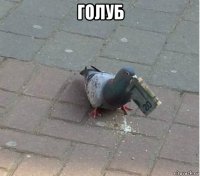 голуб 